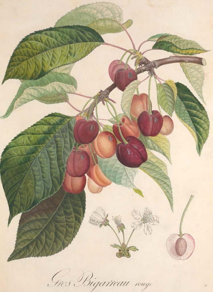 Book illustration of cherries.