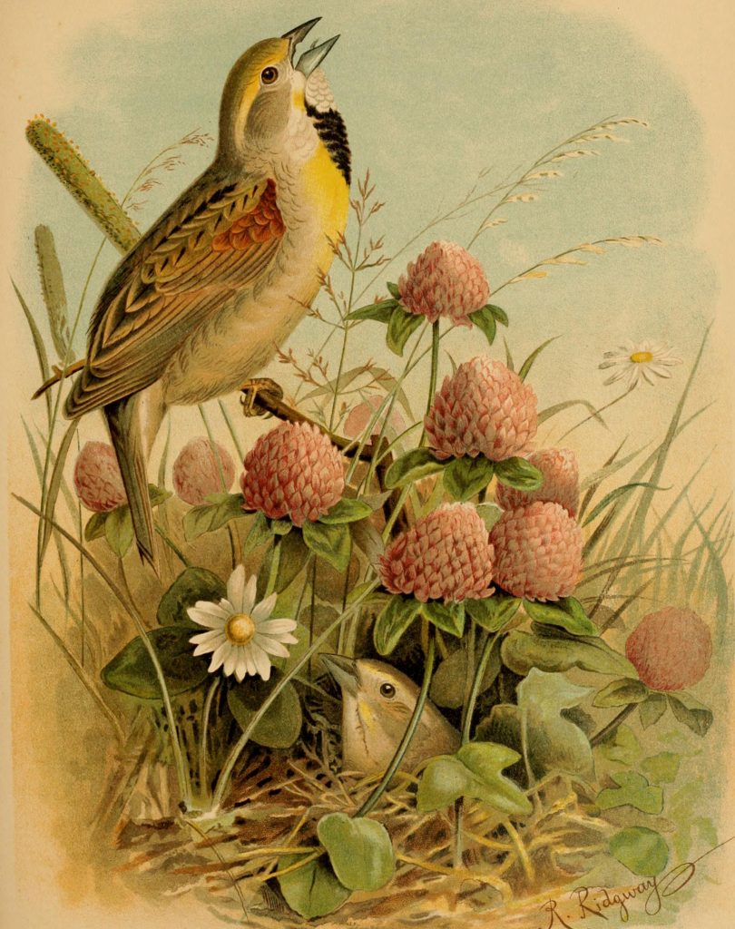 Natural history illustration of two birds in grass and flowers. 