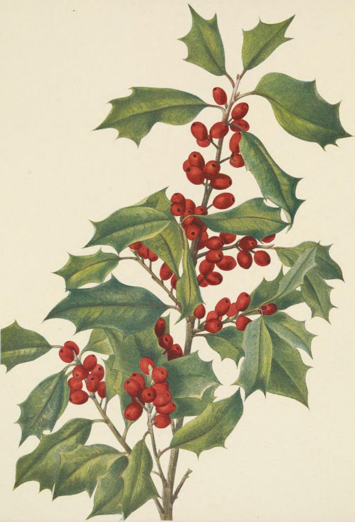 Early 20th century natural history illustration of holly branch. 