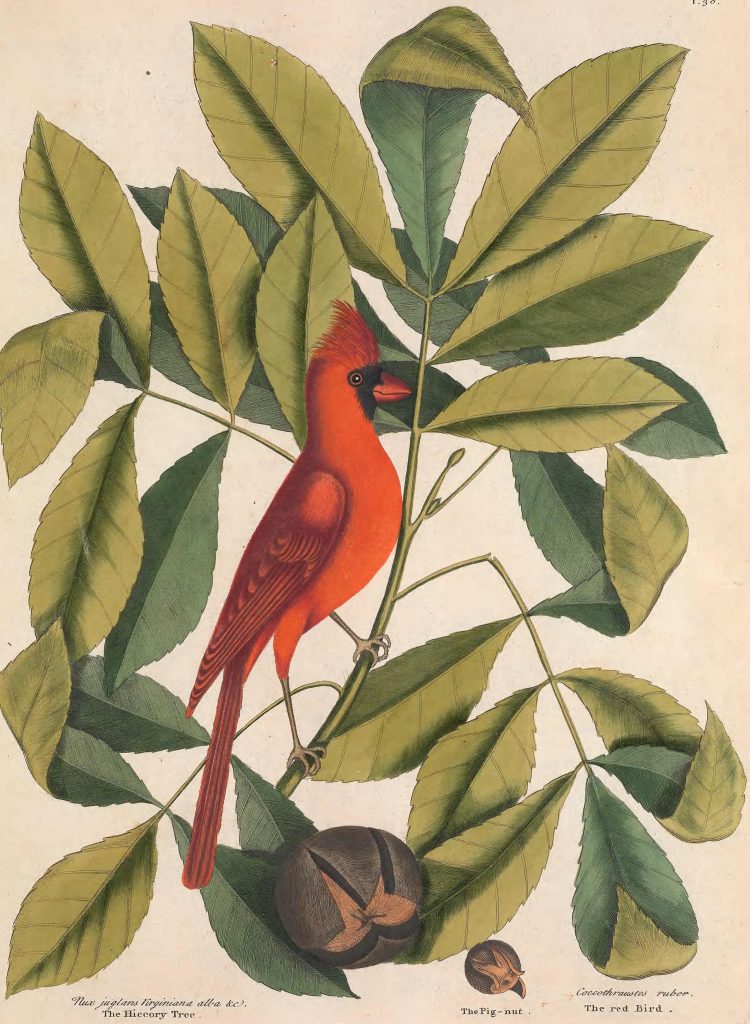 18th century natural history illustration of cardinal in tree.