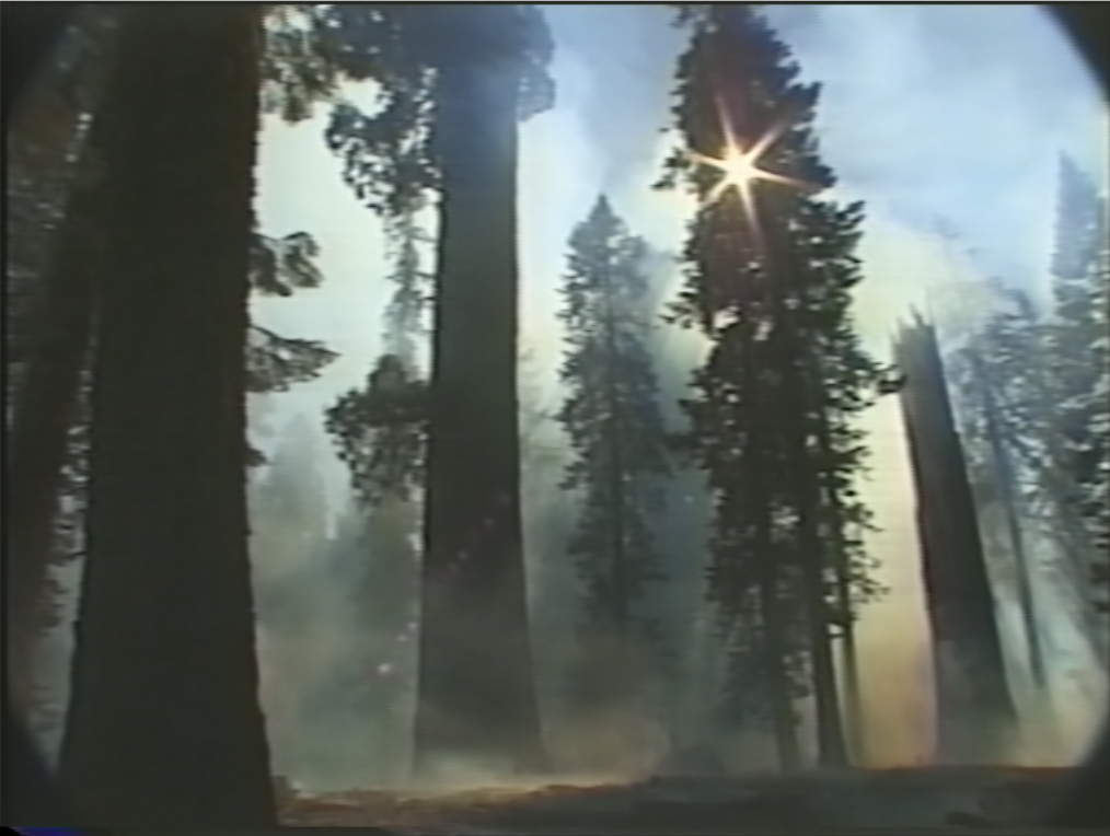 Video still of trees